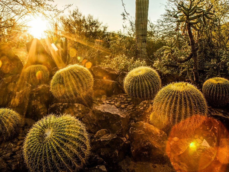 Cactus in the garden, sun set view Cactus in the garden, sun set view