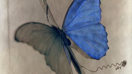 “Beyond Blue: Cyanotypes of Laszlo Layton” is locked Beyond Blue: Cyanotypes of Laszlo Layton at the Desert Botanical Garden