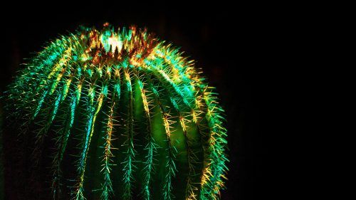 Cactus pondering in the garden