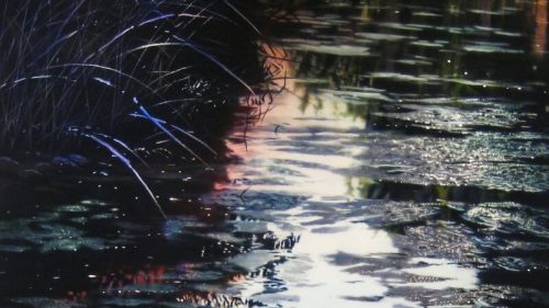 David Kessler: Translucence at the Desert Botanical Garden