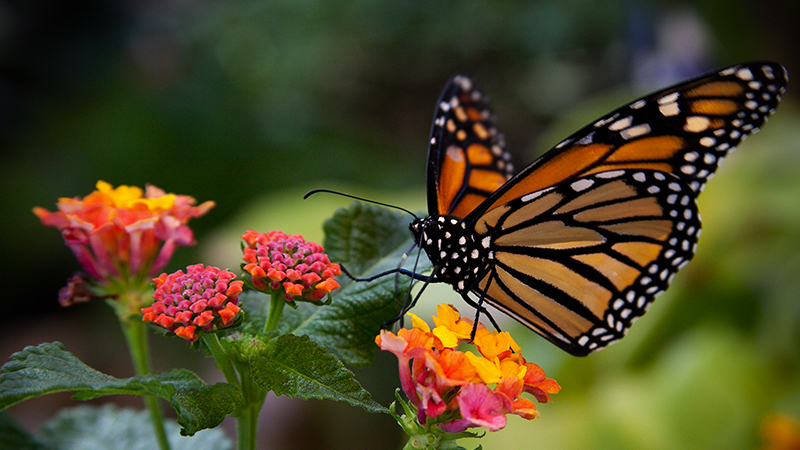 Mighty Monarchs