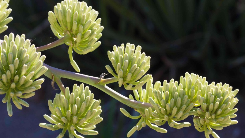 chrysanths from the garden