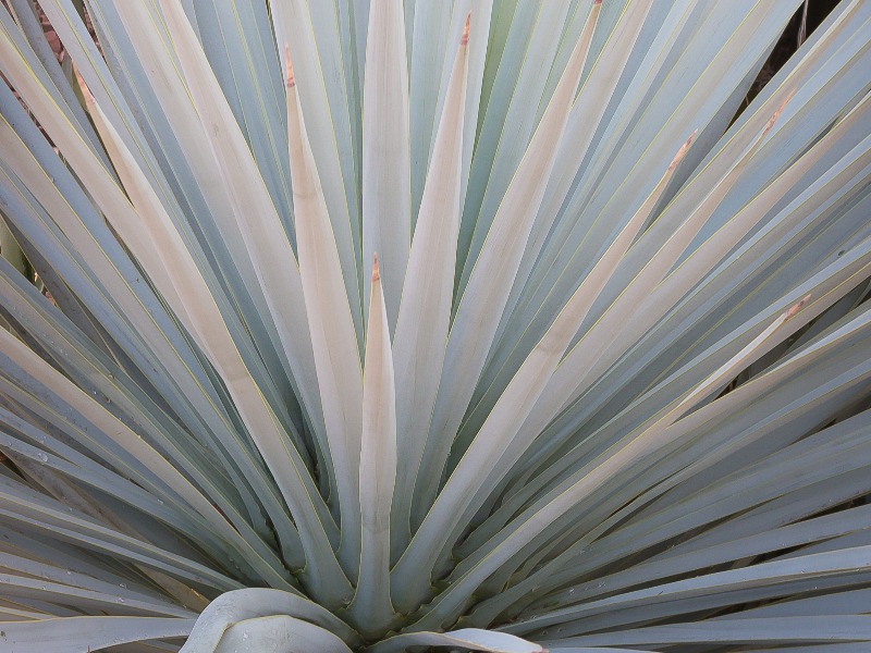 Genus Agave Plant Genus Agave Plant