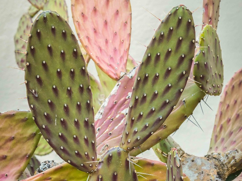 Cactus Plant Images Cactus Plant Images