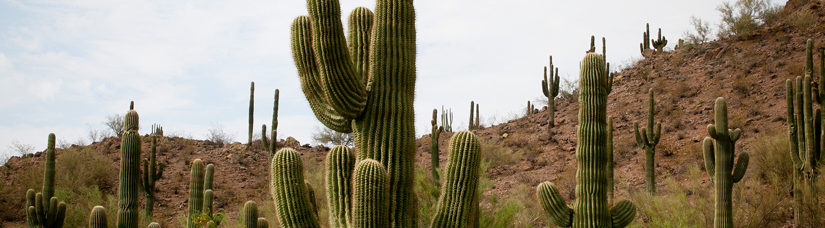 Saving Desert of Cactus Plants Saving Desert of Cactus Plants