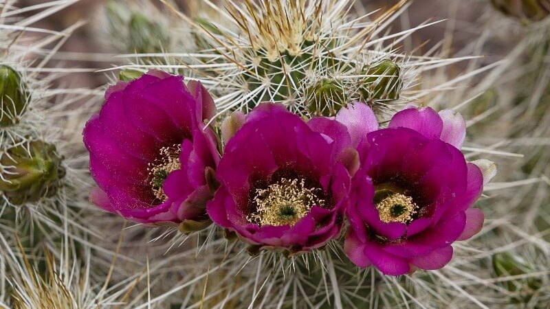 Rare Endangered desert plant species Rare Endangered desert plant species