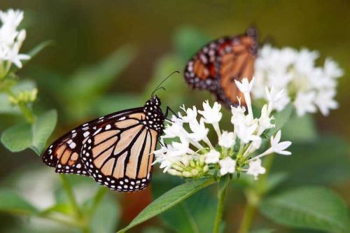 Monarch butterfly on a flower at dbg