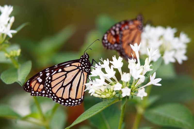 Monarch butterfly on a flower