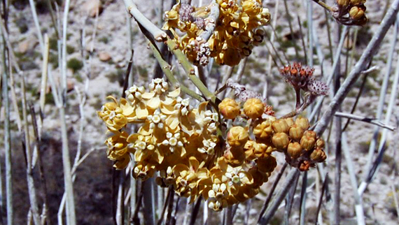 GMGO_Asclepias albicans