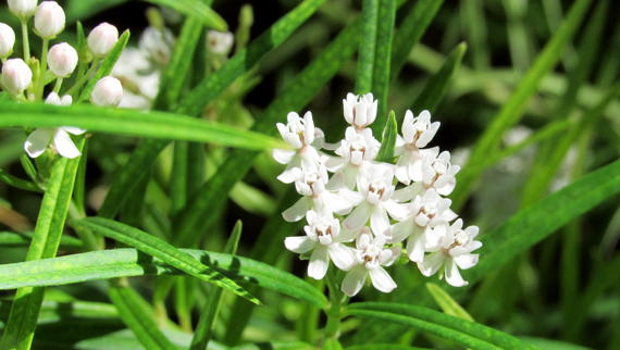 GMGO_Asclepias angustifolia