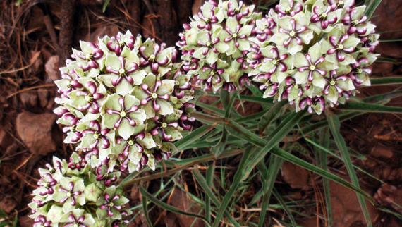 GMGO_Asclepias asperula