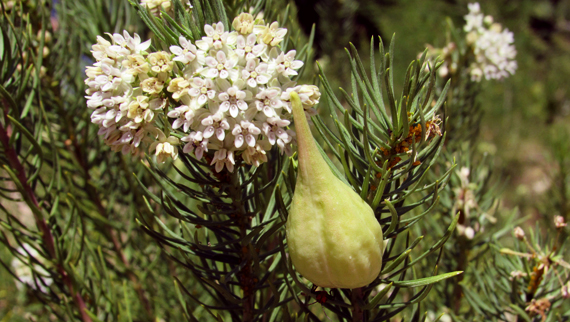 GMGO_Asclepias linaria