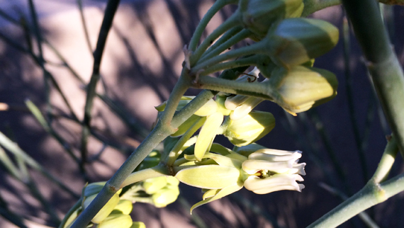 GMGO_Asclepias subulata