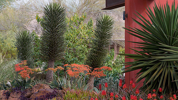 Desert plants and flowers