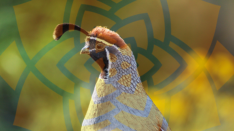 3rd Annual Conservation Celebration Luncheon